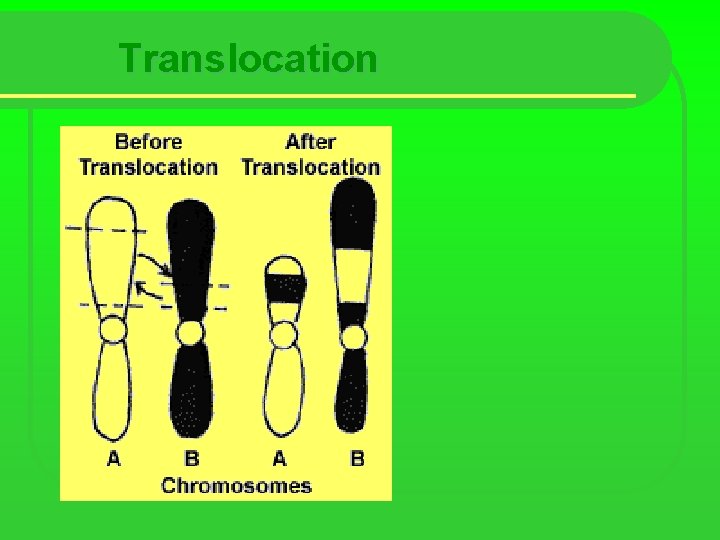 Translocation 