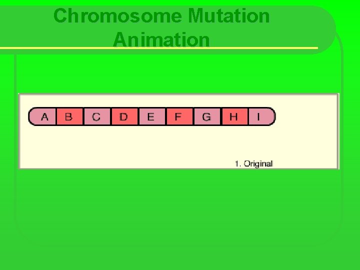 Chromosome Mutation Animation 