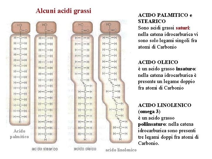 Alcuni acidi grassi ACIDO PALMITICO e STEARICO Sono acidi grassi saturi: saturi nella catena