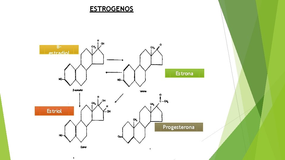 ESTROGENOS Βestradiol Estrona Estriol Progesterona 