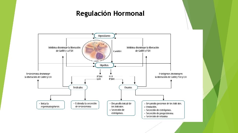 Regulación Hormonal 
