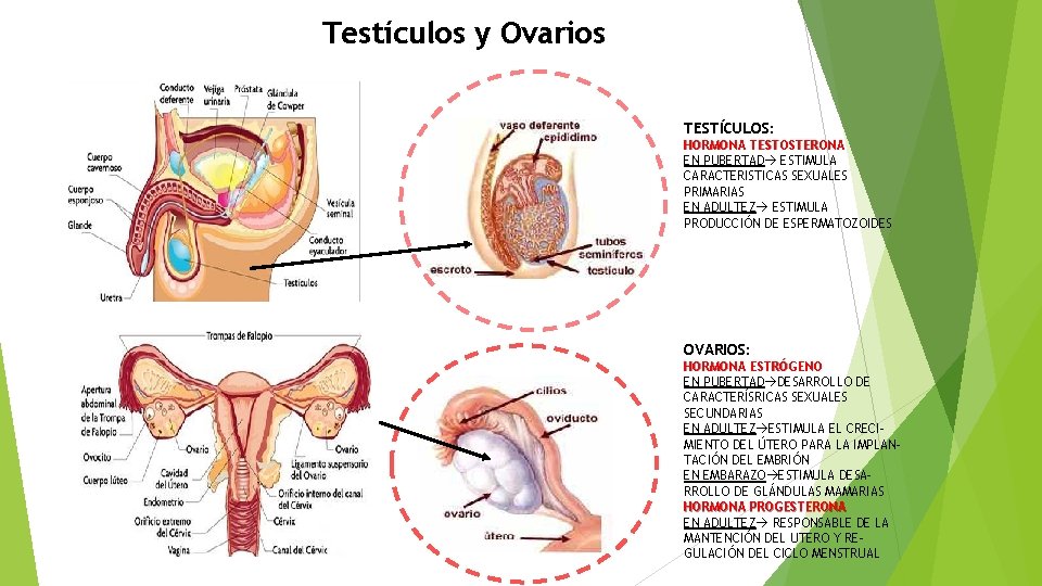 Testículos y Ovarios TESTÍCULOS: HORMONA TESTOSTERONA EN PUBERTAD ESTIMULA CARACTERISTICAS SEXUALES PRIMARIAS EN ADULTEZ
