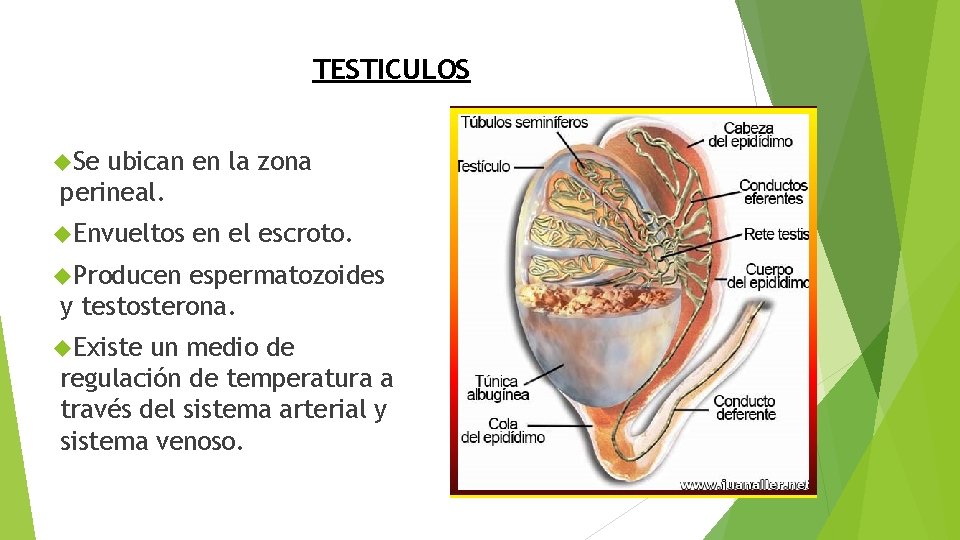 TESTICULOS Se ubican en la zona perineal. Envueltos en el escroto. Producen espermatozoides y