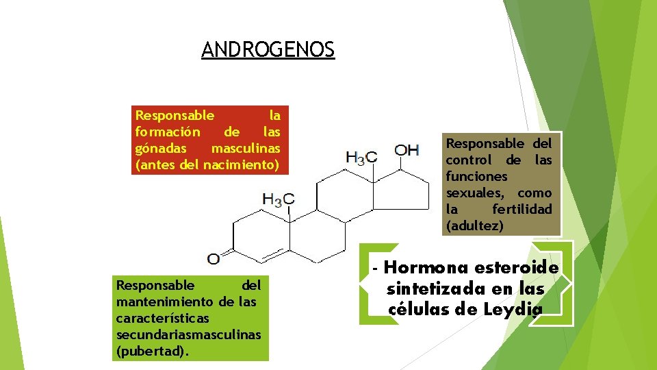 ANDROGENOS Responsable la formación de las gónadas masculinas (antes del nacimiento) Responsable del mantenimiento