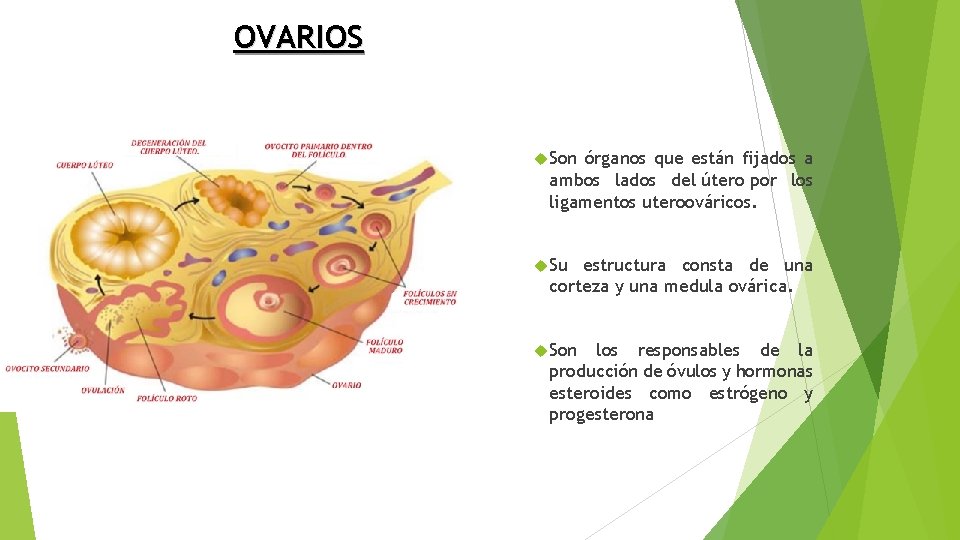 OVARIOS Son órganos que están fijados a ambos lados del útero por los ligamentos