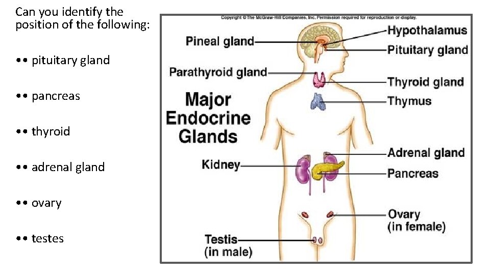 Can you identify the position of the following: • • pituitary gland • • Can you identify the position of the following: • • pituitary gland • •