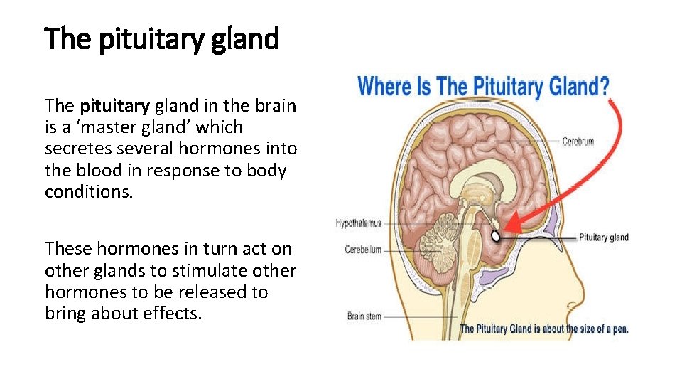 The pituitary gland in the brain is a ‘master gland’ which secretes several hormones The pituitary gland in the brain is a ‘master gland’ which secretes several hormones