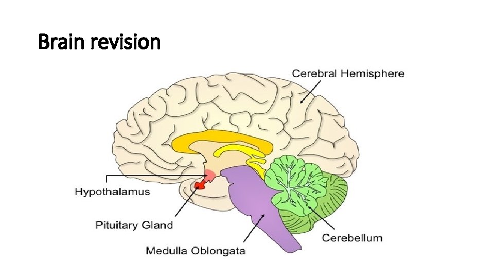 Brain revision  Brain revision