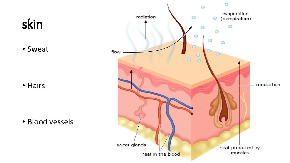 skin • Sweat • Hairs • Blood vessels  skin • Sweat • Hairs • Blood vessels