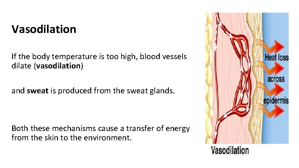 Vasodilation If the body temperature is too high, blood vessels dilate (vasodilation) and sweat Vasodilation If the body temperature is too high, blood vessels dilate (vasodilation) and sweat