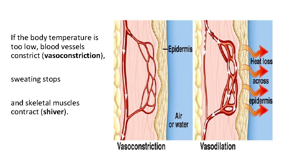 If the body temperature is too low, blood vessels constrict (vasoconstriction), sweating stops and If the body temperature is too low, blood vessels constrict (vasoconstriction), sweating stops and