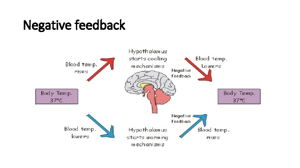 Negative feedback  Negative feedback