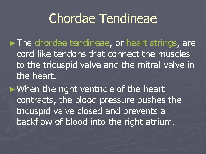 Chordae Tendineae ► The chordae tendineae, or heart strings, are cord-like tendons that connect