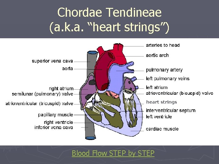Chordae Tendineae (a. k. a. “heart strings”) heart strings Blood Flow STEP by STEP
