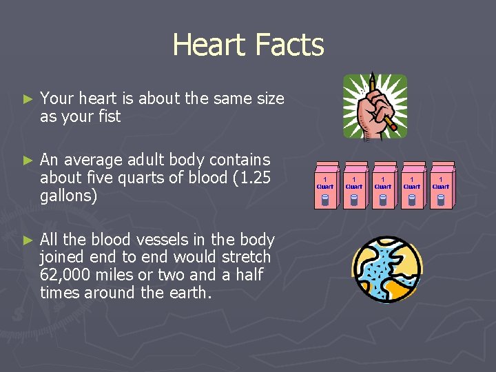 Heart Facts ► Your heart is about the same size as your fist ►