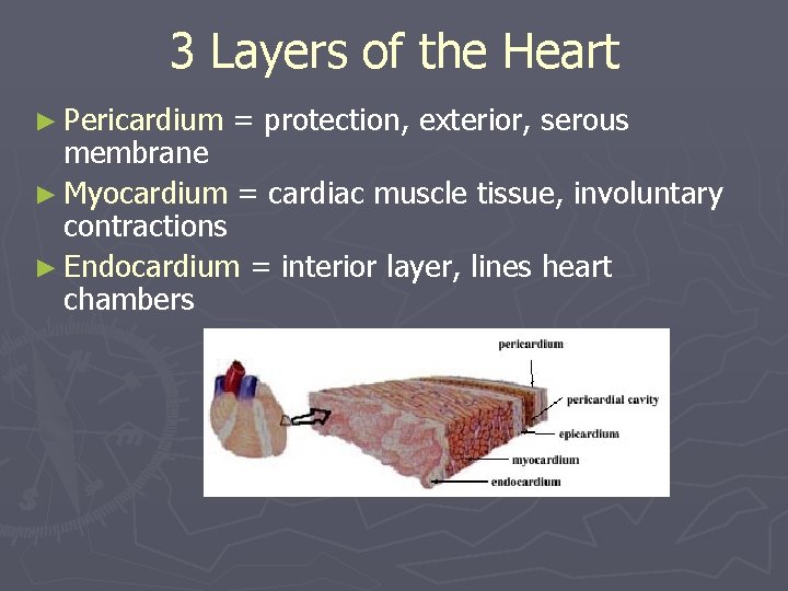 3 Layers of the Heart ► Pericardium = protection, exterior, serous membrane ► Myocardium