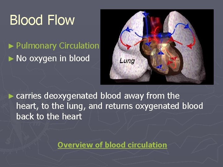 Blood Flow ► Pulmonary Circulation ► No oxygen in blood ► carries deoxygenated blood