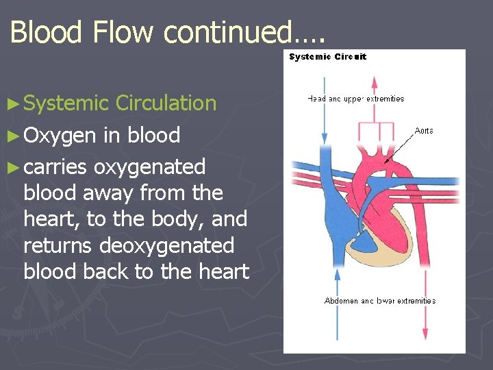 Blood Flow continued…. ► Systemic Circulation ► Oxygen in blood ► carries oxygenated blood