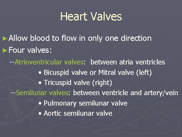 Heart Valves ► Allow blood to flow in only one direction ► Four valves: