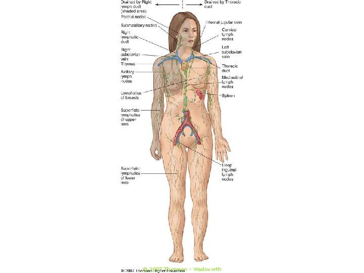 © 2007 Thomson - Wadsworth 