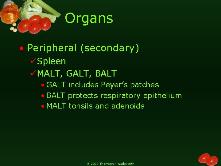 Organs • Peripheral (secondary) üSpleen üMALT, GALT, BALT • GALT includes Peyer’s patches •