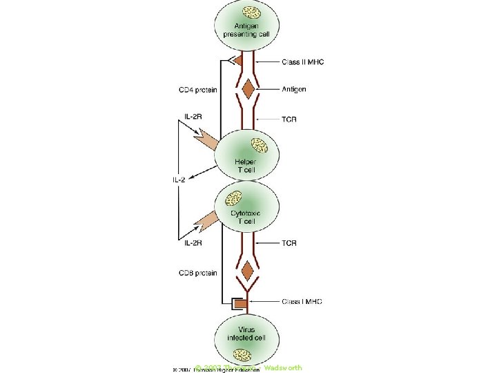 © 2007 Thomson - Wadsworth 