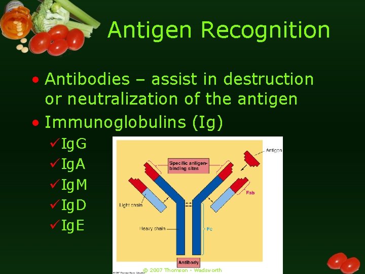 Antigen Recognition • Antibodies – assist in destruction or neutralization of the antigen •