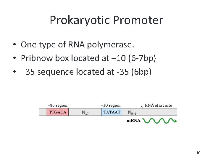 Prokaryotic Promoter • One type of RNA polymerase. • Pribnow box located at –