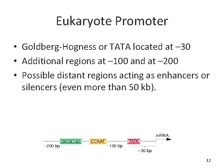 Eukaryote Promoter • Goldberg-Hogness or TATA located at – 30 • Additional regions at