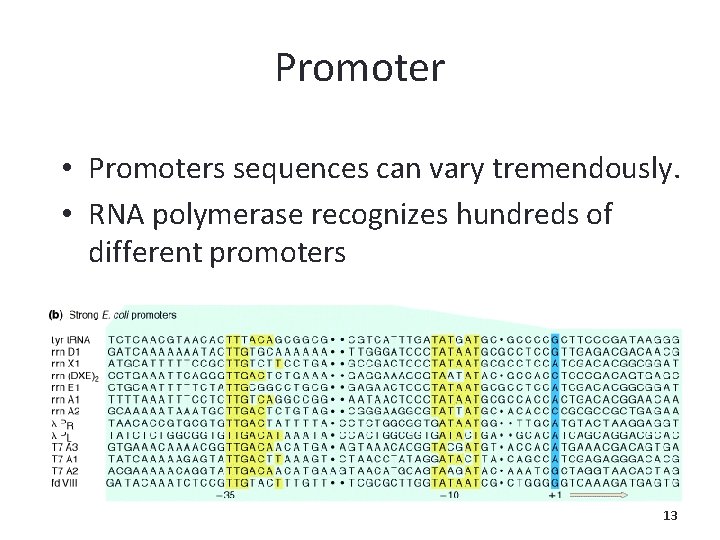 Promoter • Promoters sequences can vary tremendously. • RNA polymerase recognizes hundreds of different