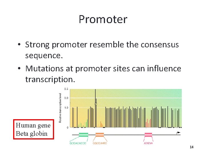 Promoter • Strong promoter resemble the consensus sequence. • Mutations at promoter sites can