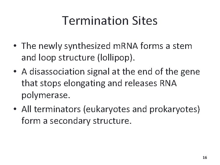 Termination Sites • The newly synthesized m. RNA forms a stem and loop structure