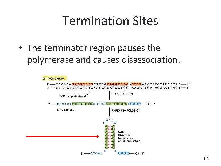 Termination Sites • The terminator region pauses the polymerase and causes disassociation. 17 