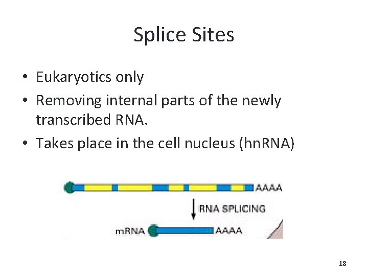 Splice Sites • Eukaryotics only • Removing internal parts of the newly transcribed RNA.
