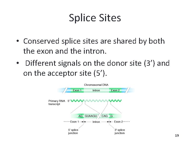 Splice Sites • Conserved splice sites are shared by both the exon and the