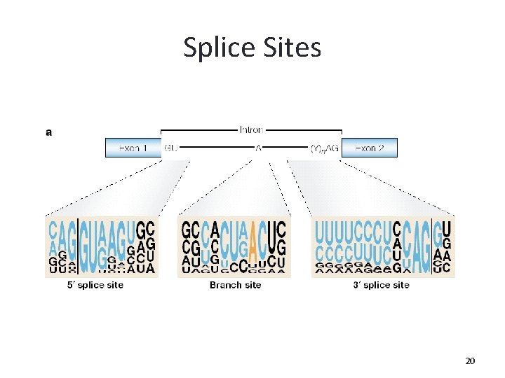 Splice Sites 20 