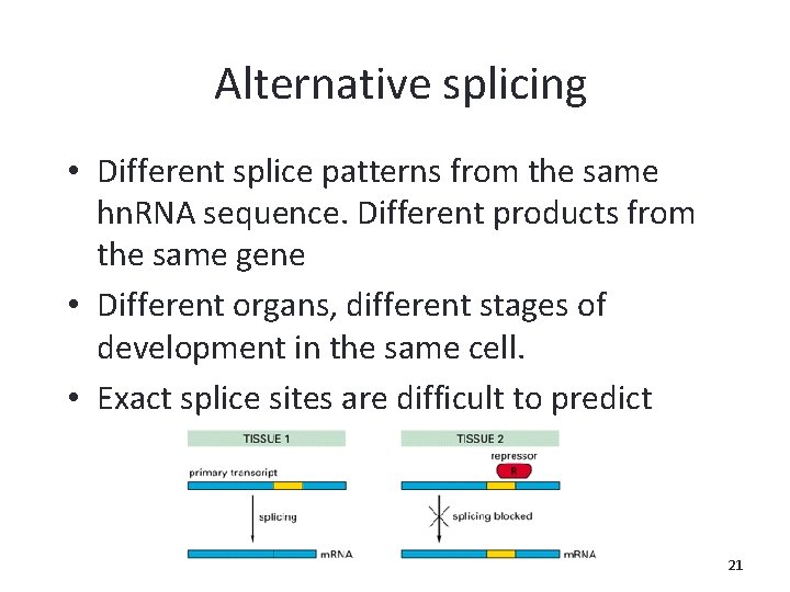 Alternative splicing • Different splice patterns from the same hn. RNA sequence. Different products