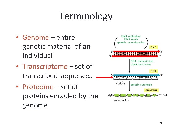 Terminology • Genome – entire genetic material of an individual • Transcriptome – set