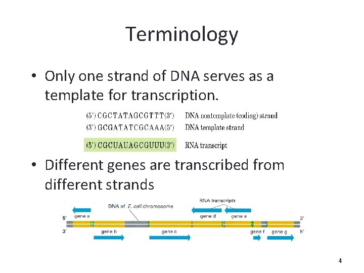 Terminology • Only one strand of DNA serves as a template for transcription. •