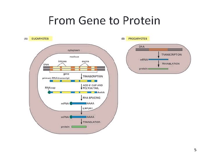 From Gene to Protein 5 