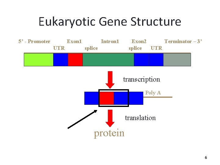 Eukaryotic Gene Structure 5’ - Promoter Exon 1 UTR Intron 1 Exon 2 Terminator