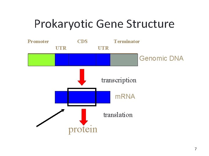 Prokaryotic Gene Structure Promoter CDS UTR Terminator UTR Genomic DNA transcription m. RNA translation