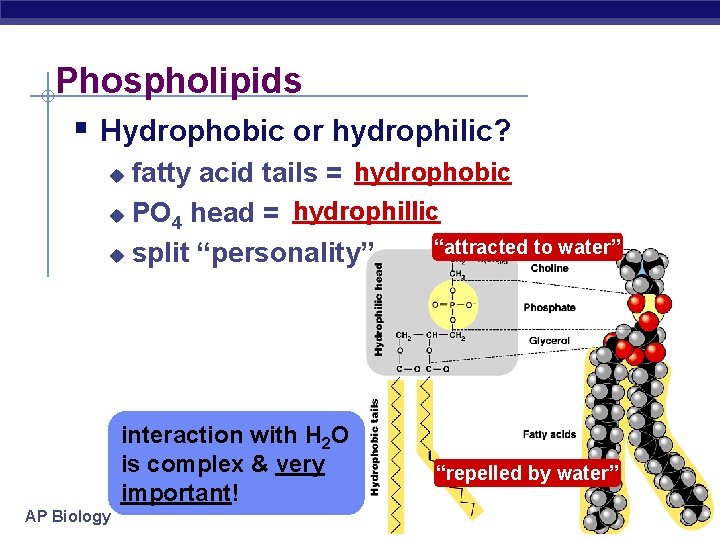 Phospholipids § Hydrophobic or hydrophilic? fatty acid tails = hydrophobic u PO 4 head