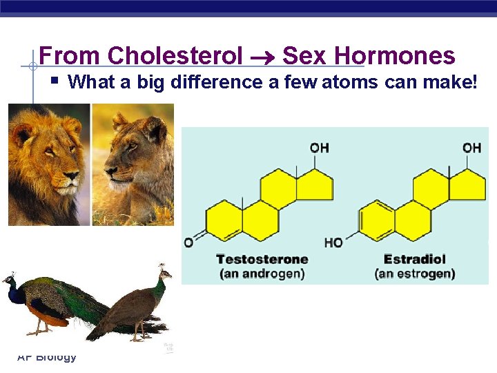 From Cholesterol Sex Hormones § What a big difference a few atoms can make!