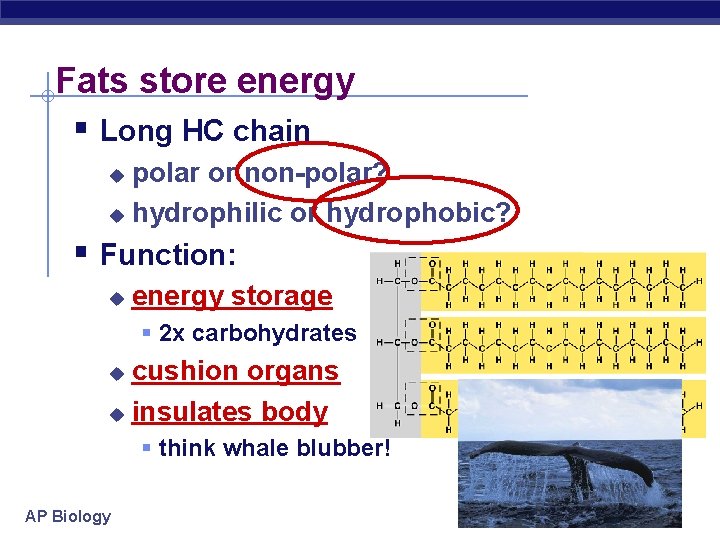 Fats store energy § Long HC chain polar or non-polar? u hydrophilic or hydrophobic?