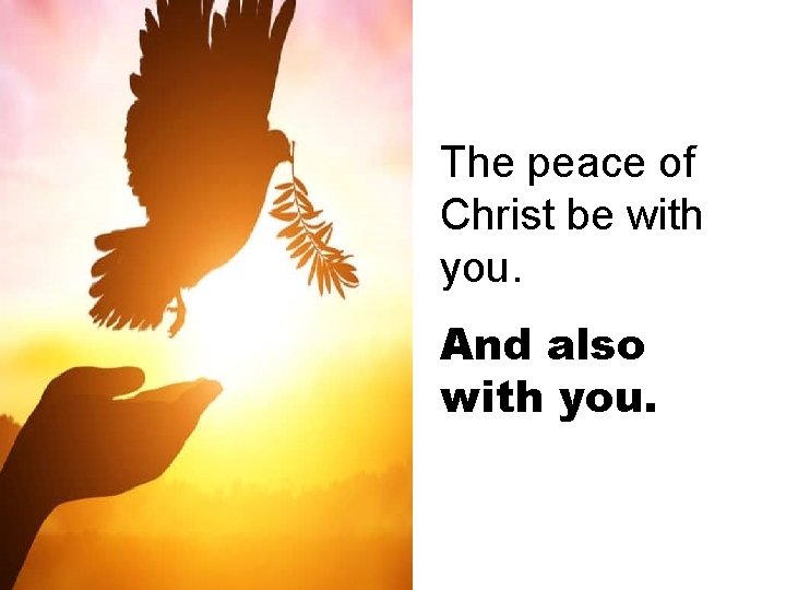 The peace of Christ be with you. And also with you. 