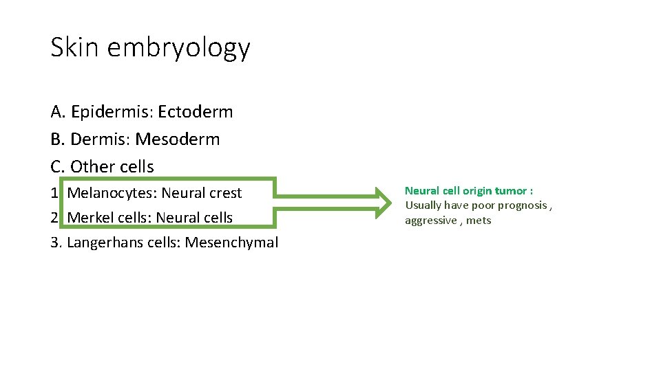 Skin embryology A. Epidermis: Ectoderm B. Dermis: Mesoderm C. Other cells 1. Melanocytes: Neural