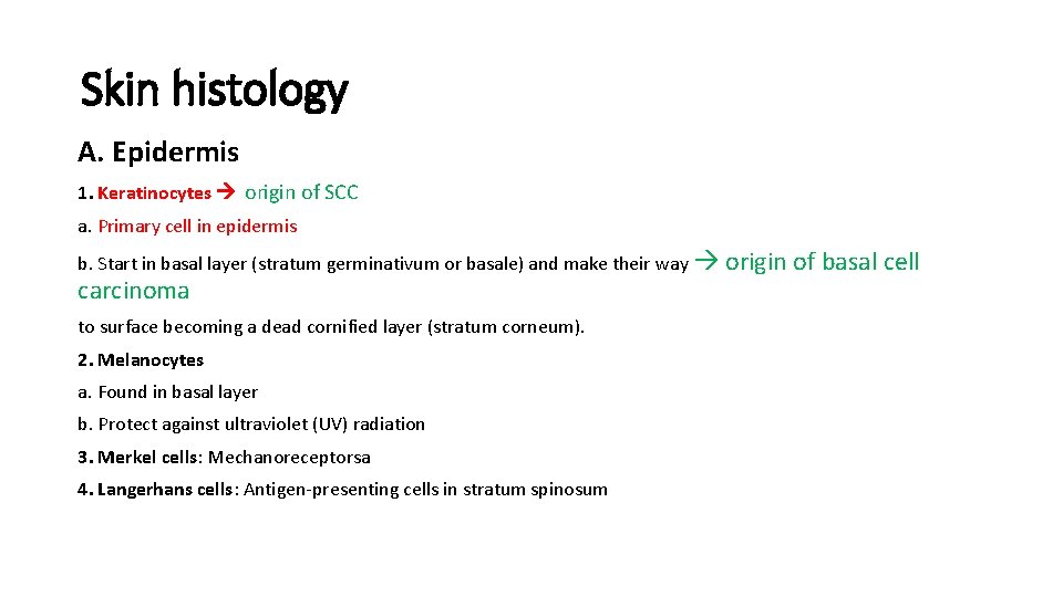 Skin histology A. Epidermis 1. Keratinocytes origin of SCC a. Primary cell in epidermis