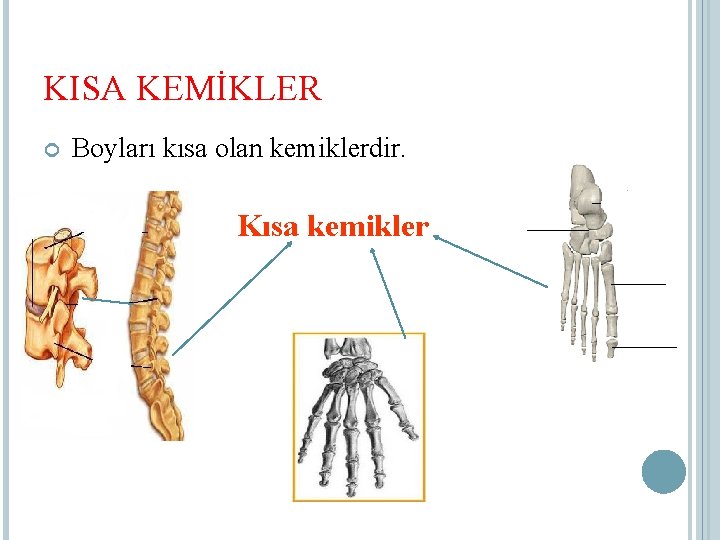 KISA KEMİKLER Boyları kısa olan kemiklerdir. Kısa kemikler 
