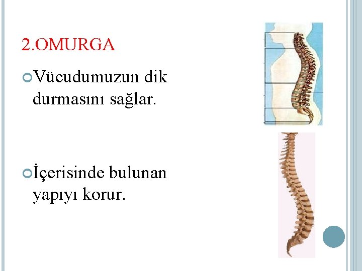 2. OMURGA Vücudumuzun dik durmasını sağlar. İçerisinde bulunan yapıyı korur. 